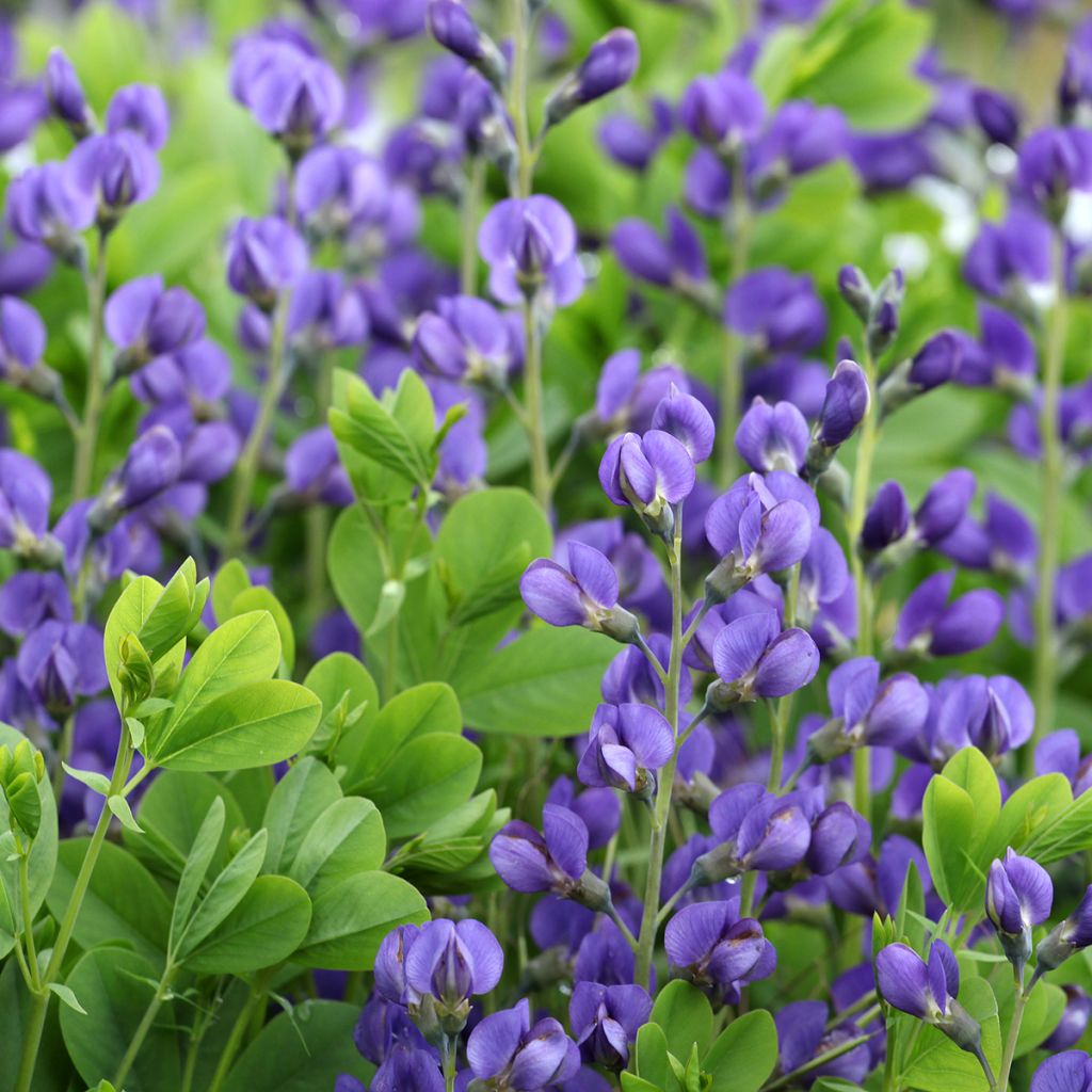 Etelänhernee Purple Smoke