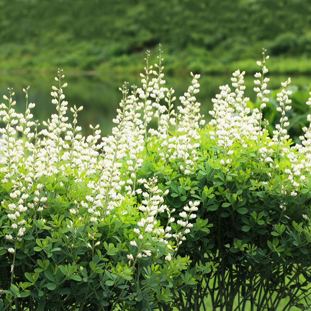 Etelänherne Alba