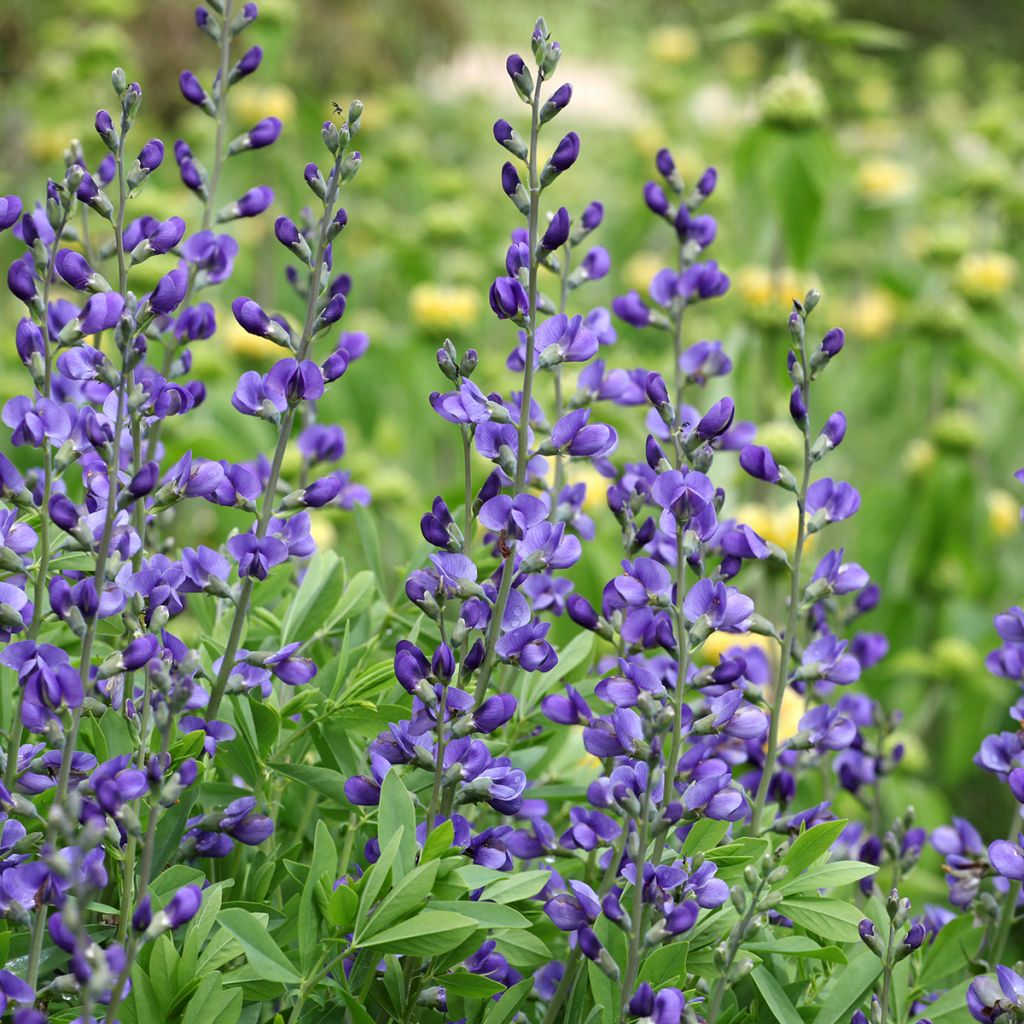 Etelänherne - Baptisia australis