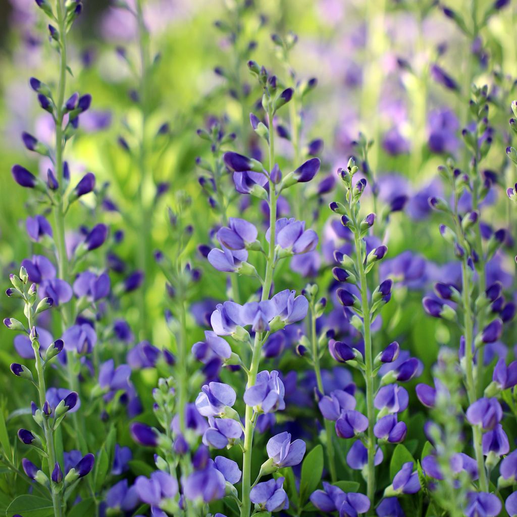 Etelänherne - Baptisia australis