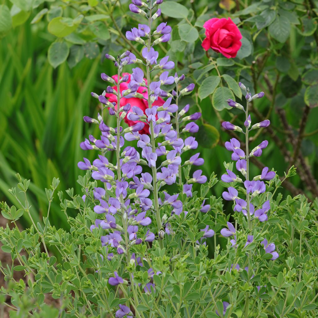 Etelänherne - Baptisia australis