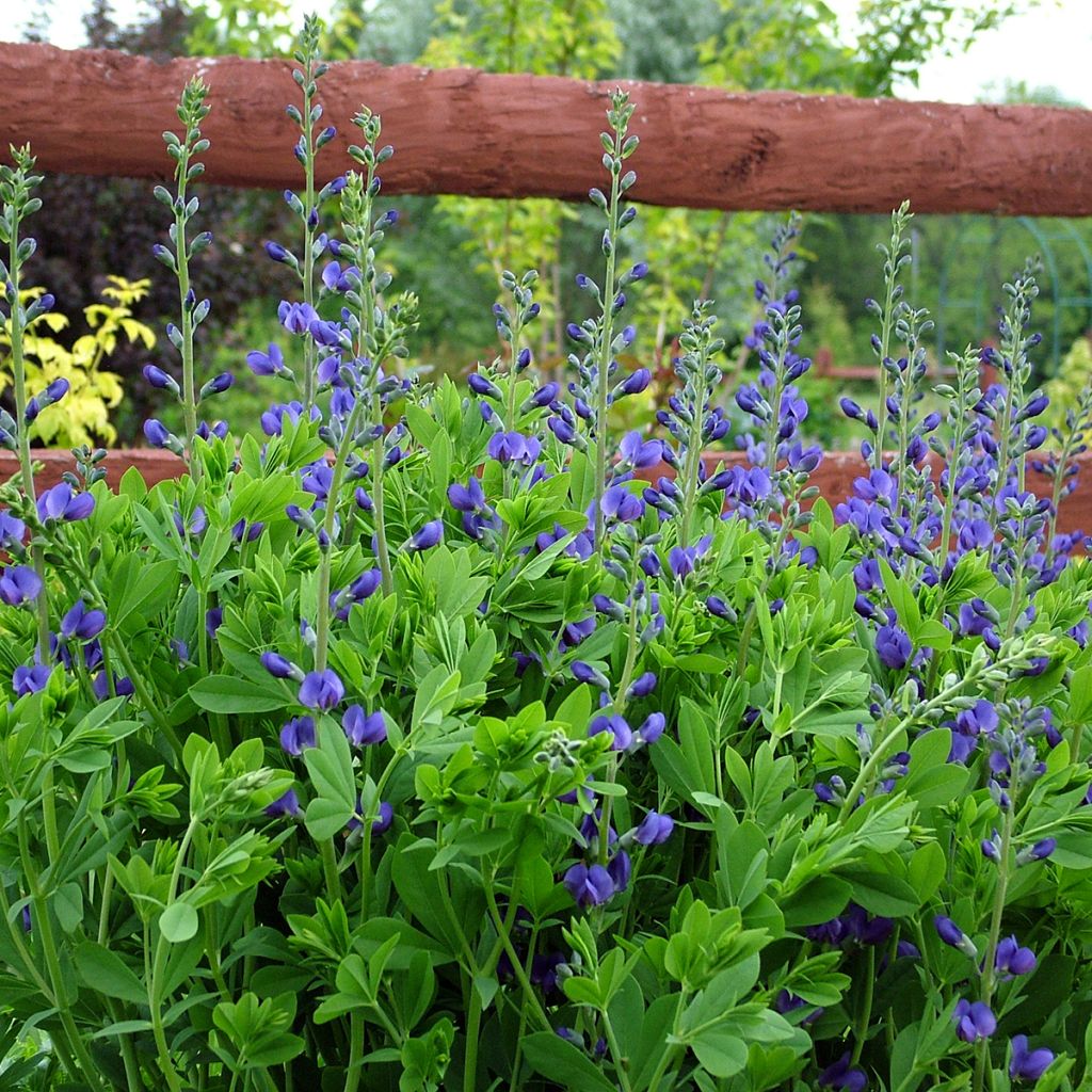Etelänherne - Baptisia australis