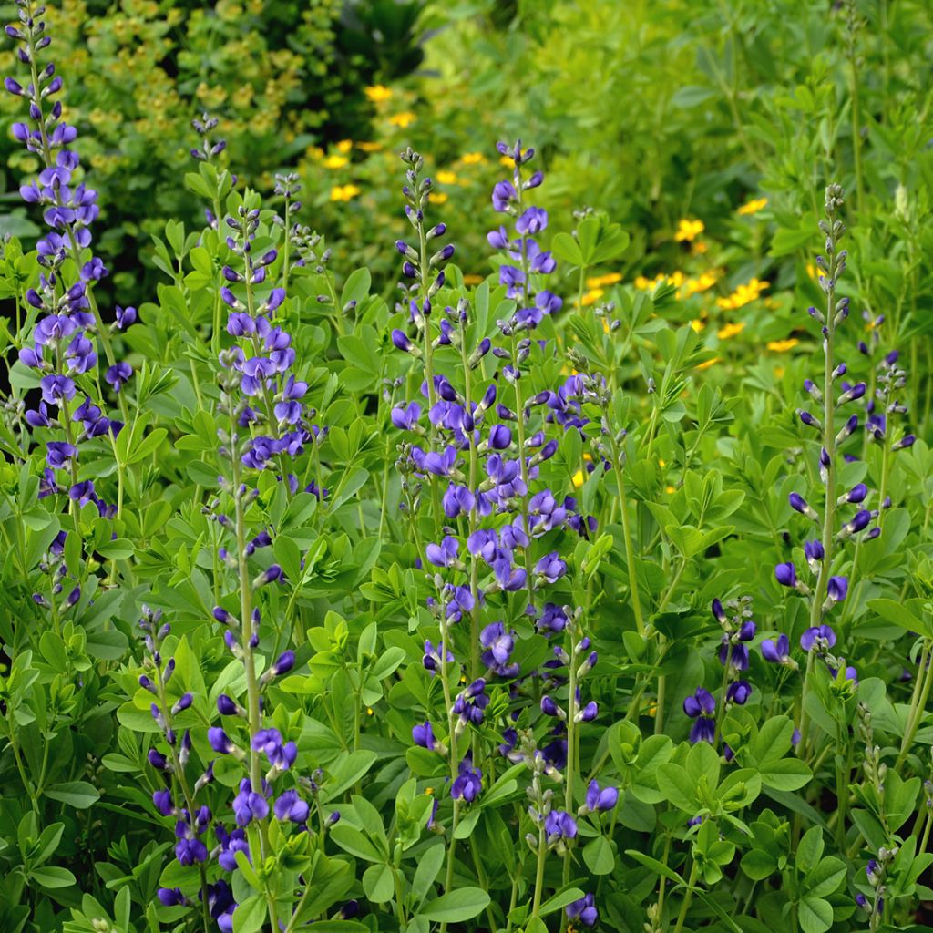 Etelänherne - Baptisia australis