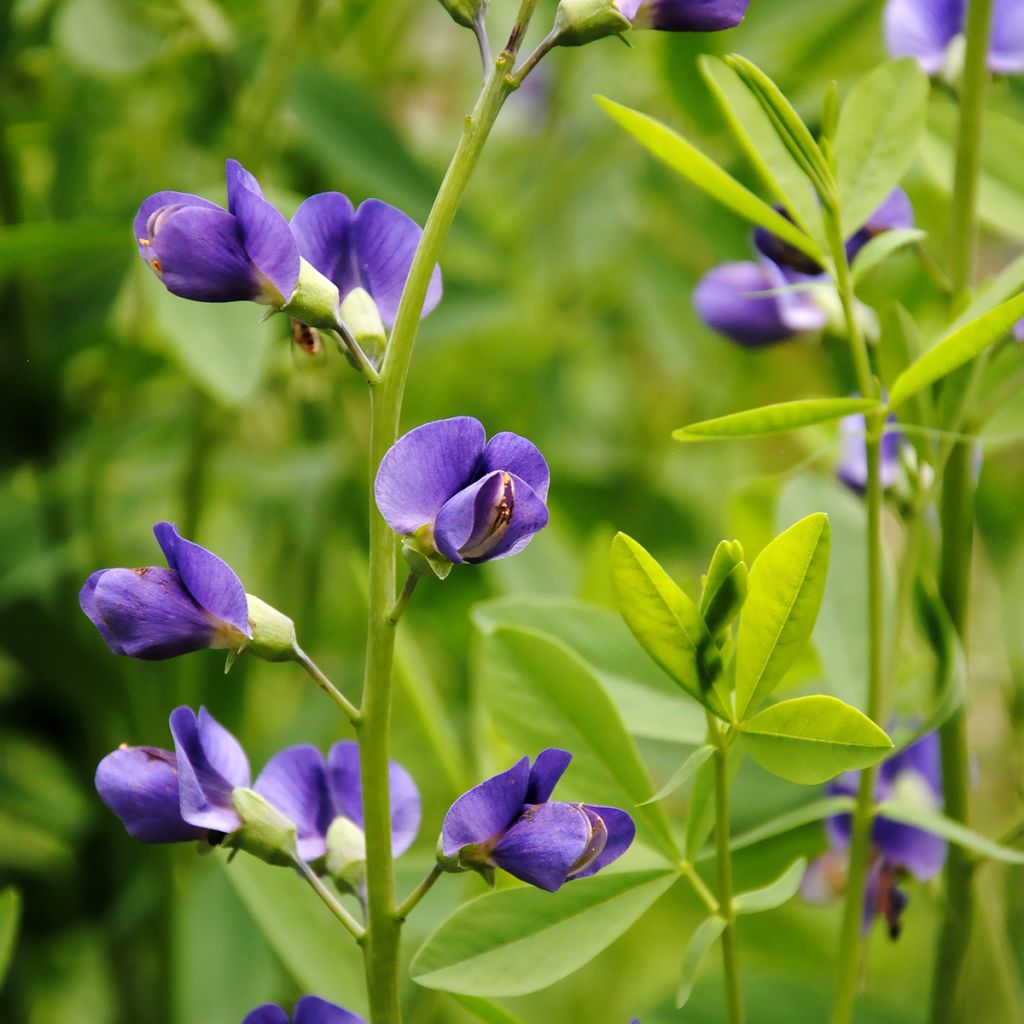 Etelänherne - Baptisia australis