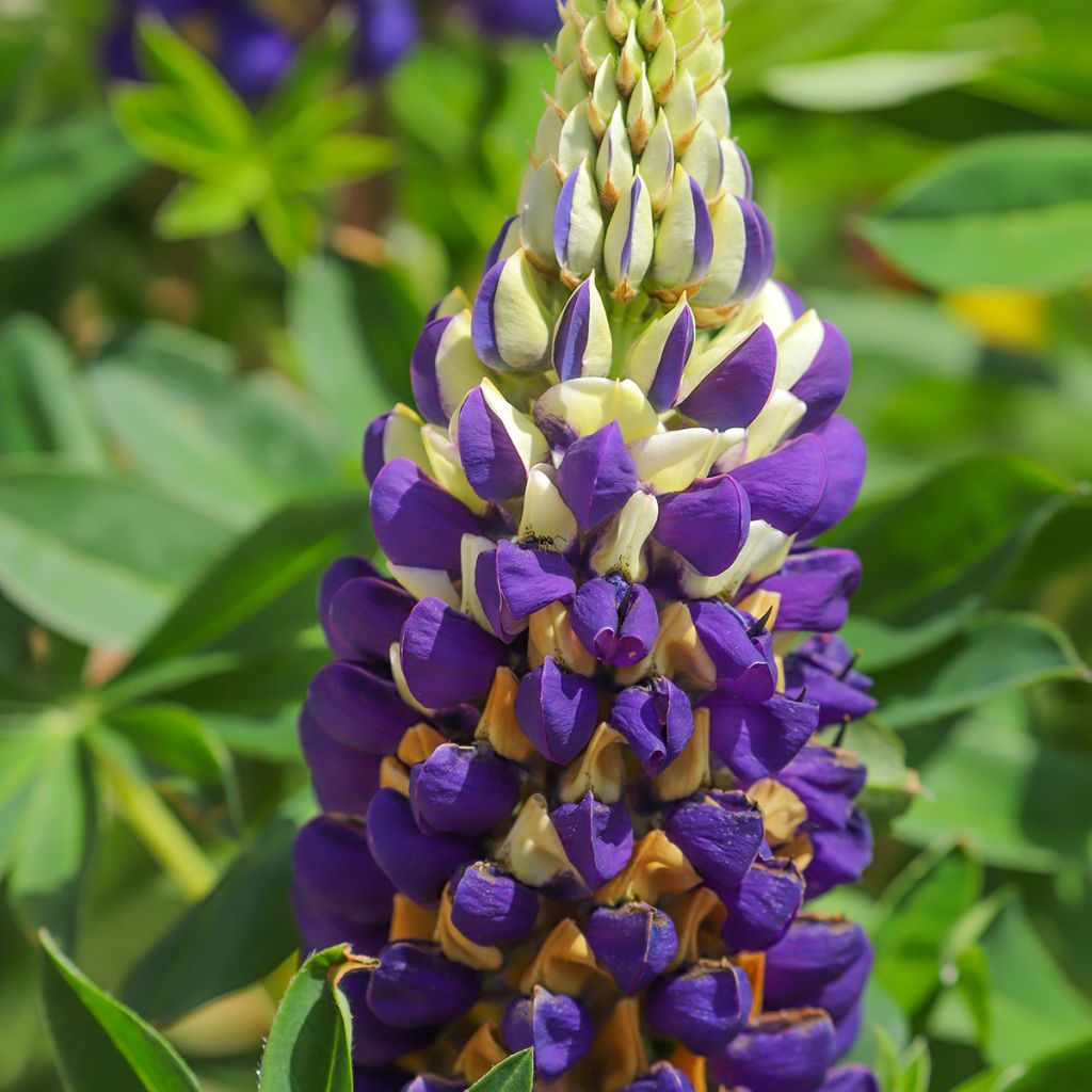 Komealupiini Bicolor yellow and blue