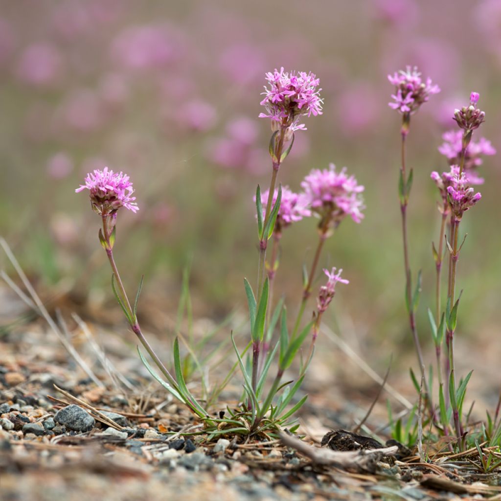 Pikkutervakko - Lychnis alpina