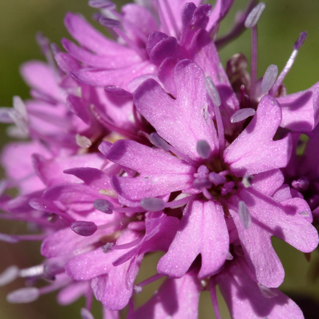 Pikkutervakko - Lychnis alpina