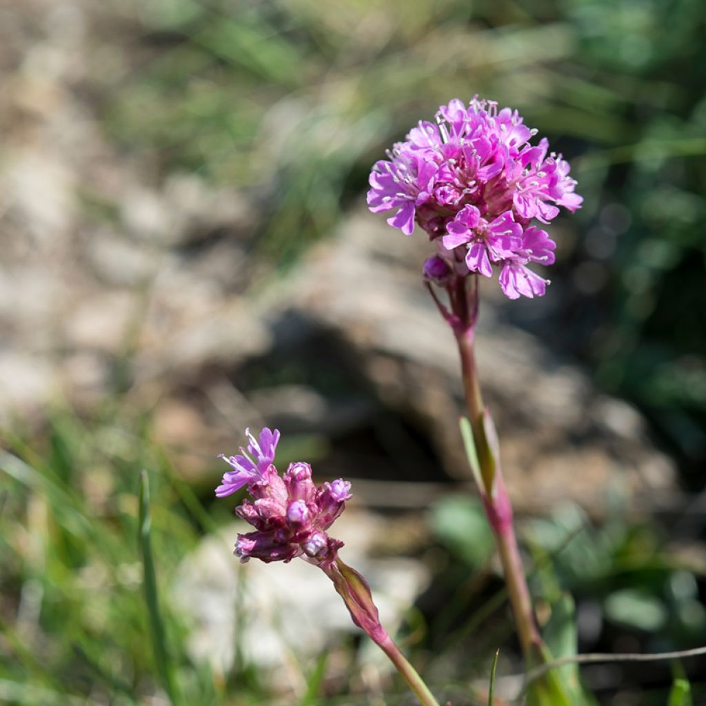 Pikkutervakko - Lychnis alpina