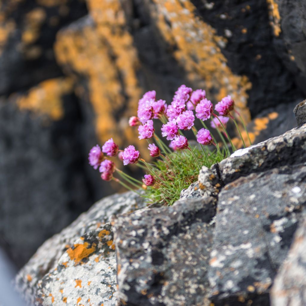 Pikkutervakko - Lychnis alpina