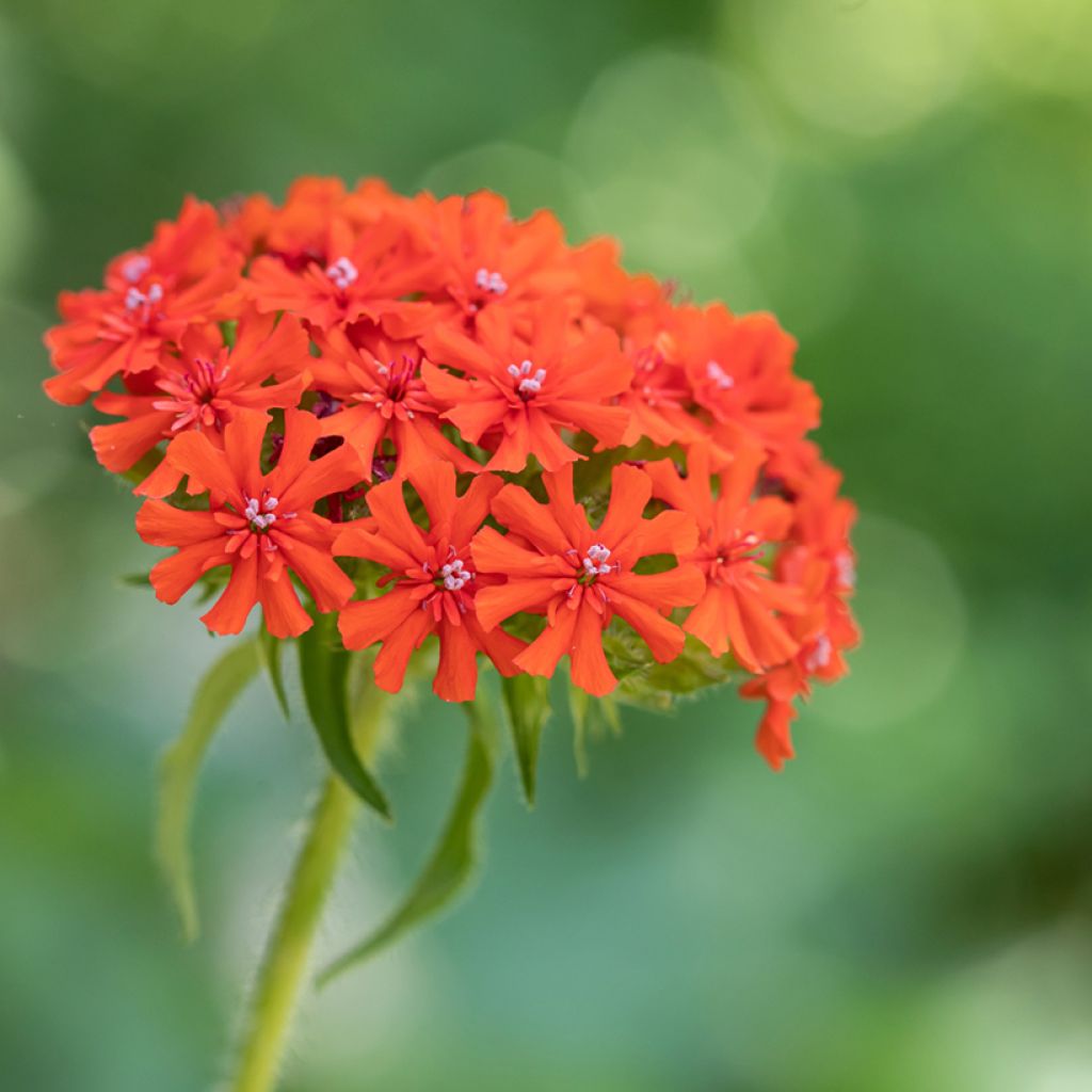 Palavarakkaus Flore Pleno