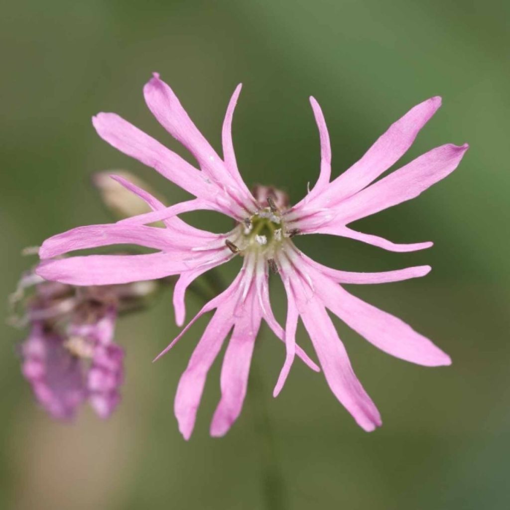 Lychnis flos-cuculi - illet des près