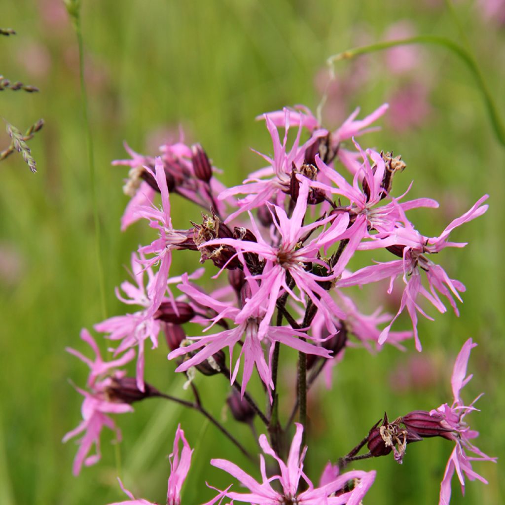 Käenkukka - Lychnis flos-cuculi