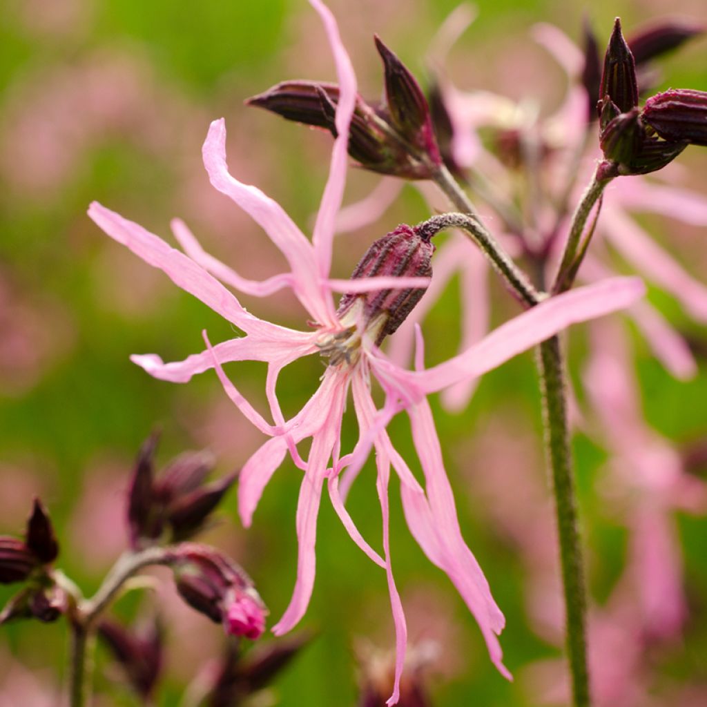 Käenkukka - Lychnis flos-cuculi