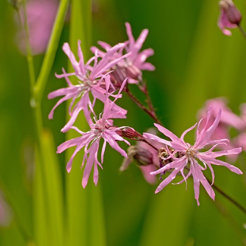 Käenkukka - Lychnis flos-cuculi