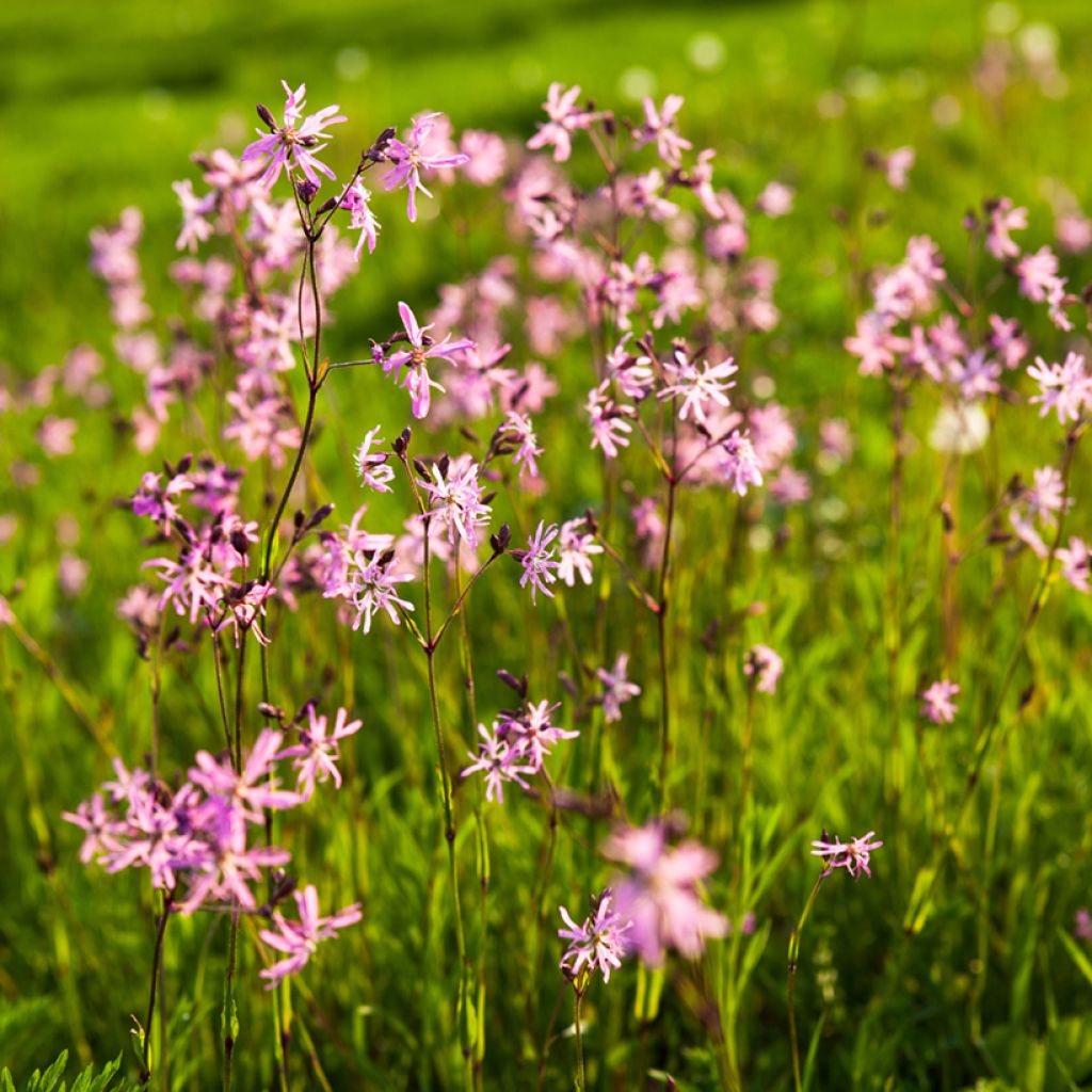 Käenkukka - Lychnis flos-cuculi