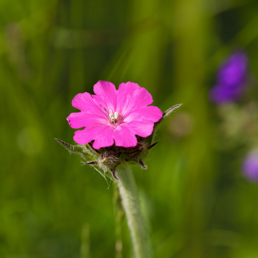Jupiterinkukka - Lychnis flos-jovis