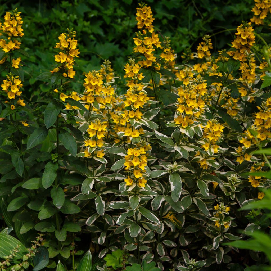 Tarha-alpi Variegata