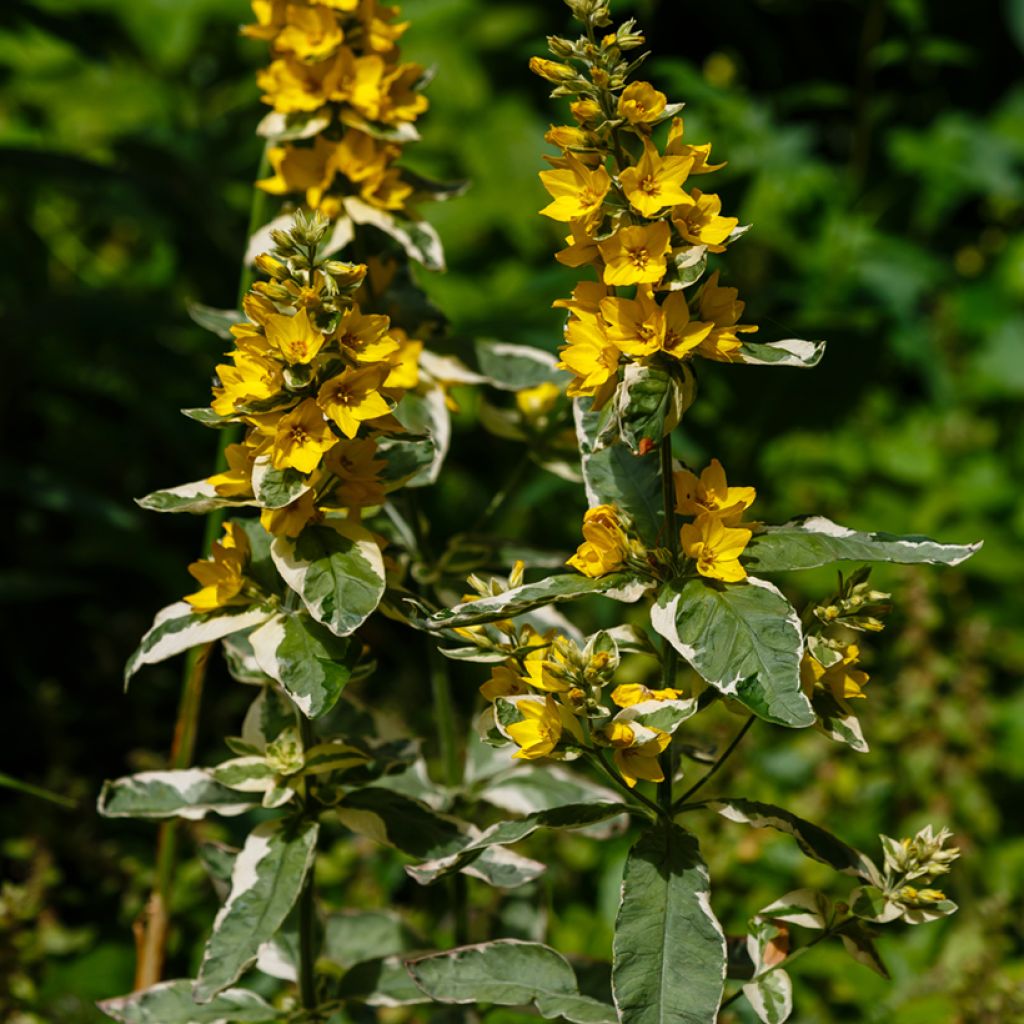 Tarha-alpi Variegata