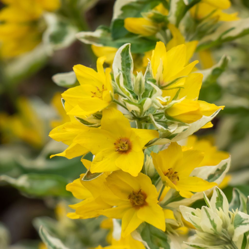 Tarha-alpi Variegata