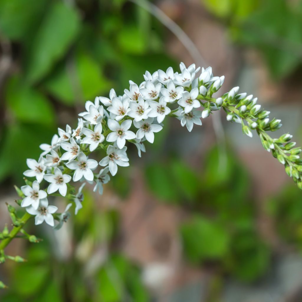 Mantsurianalpi - Lysimachia barystachys