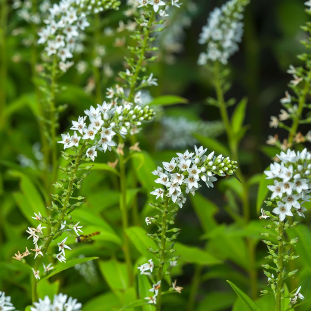 Mantsurianalpi - Lysimachia barystachys