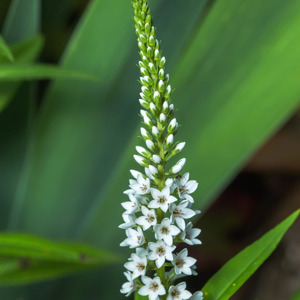 Mantsurianalpi - Lysimachia barystachys