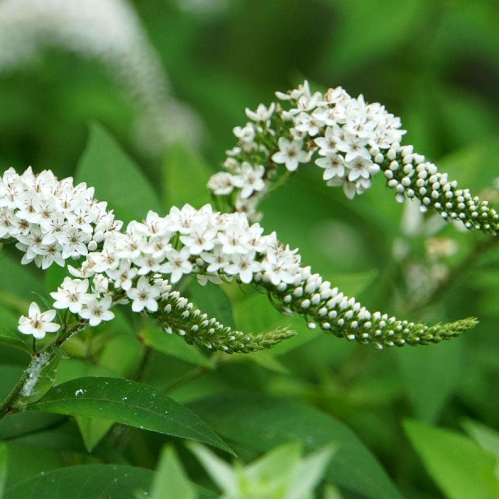 Valkoalpi - Lysimachia clethroides