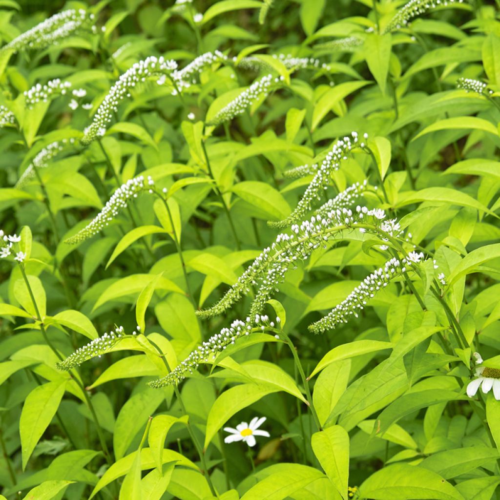 Valkoalpi - Lysimachia clethroides