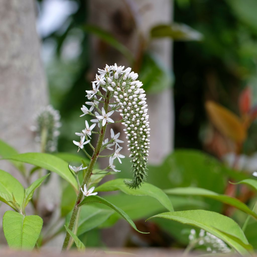 Valkoalpi - Lysimachia clethroides
