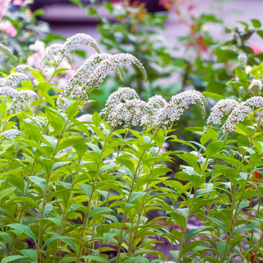 Valkoalpi - Lysimachia clethroides