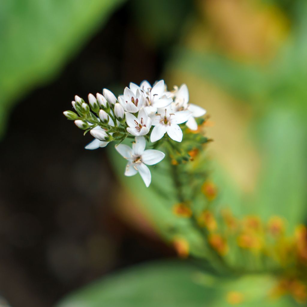 Valkoalpi - Lysimachia clethroides