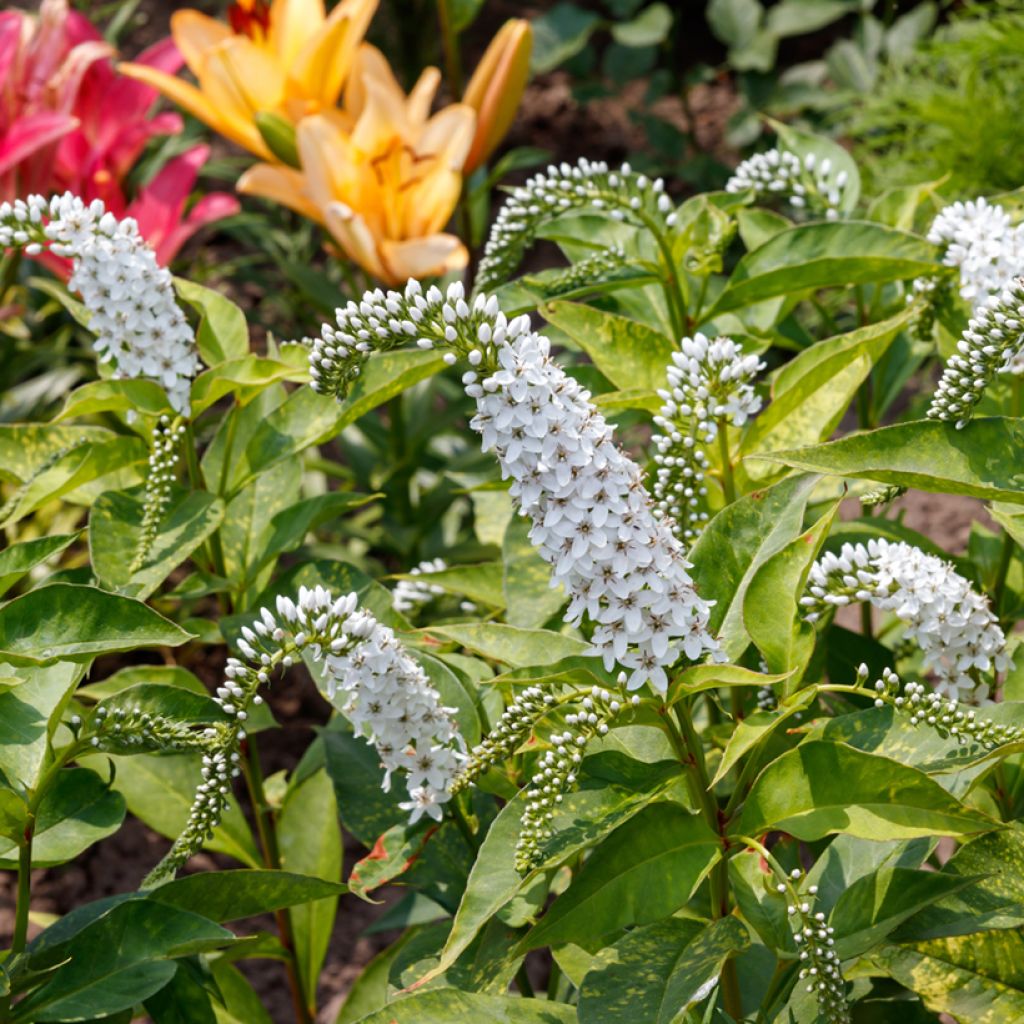 Valkoalpi - Lysimachia clethroides