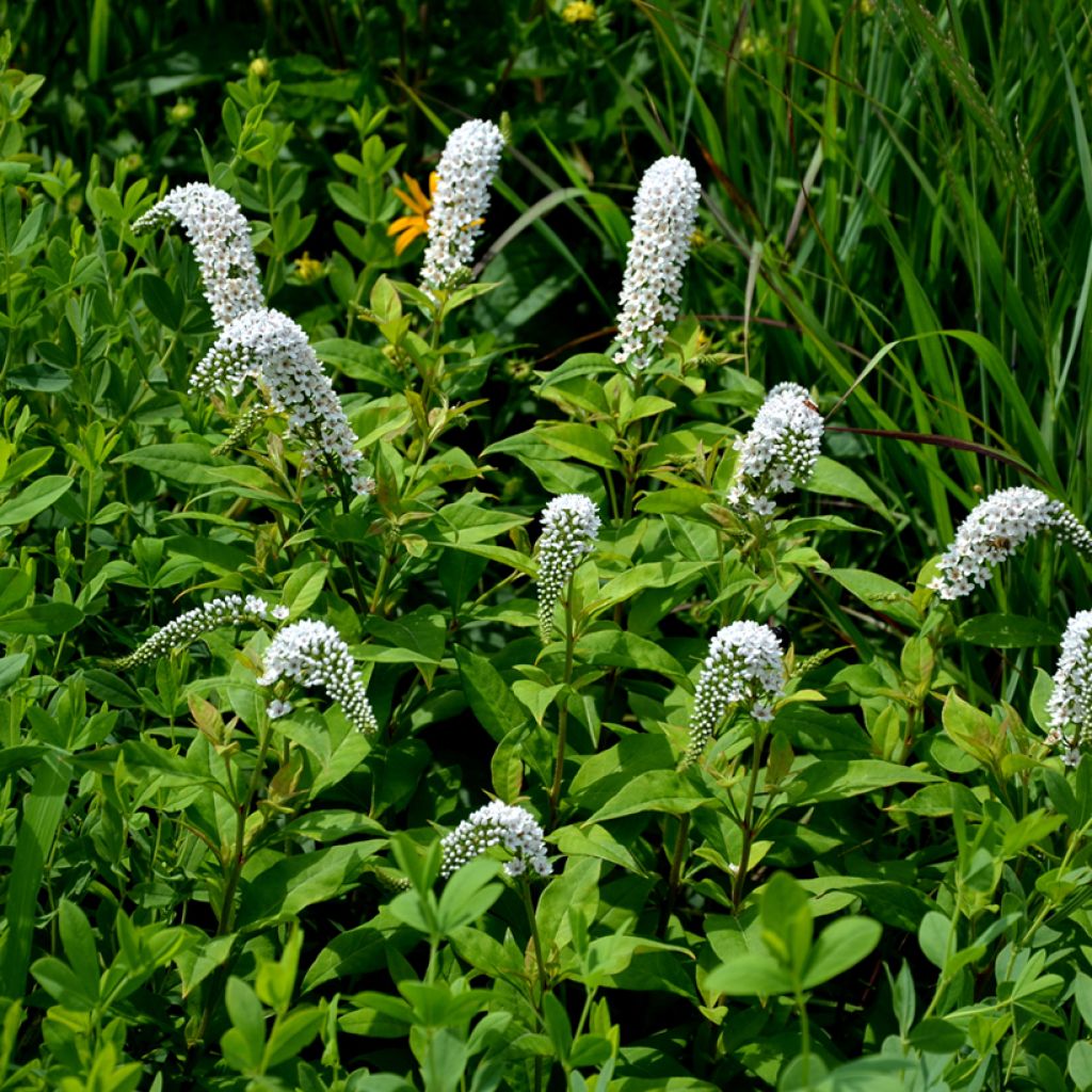 Valkoalpi - Lysimachia clethroides