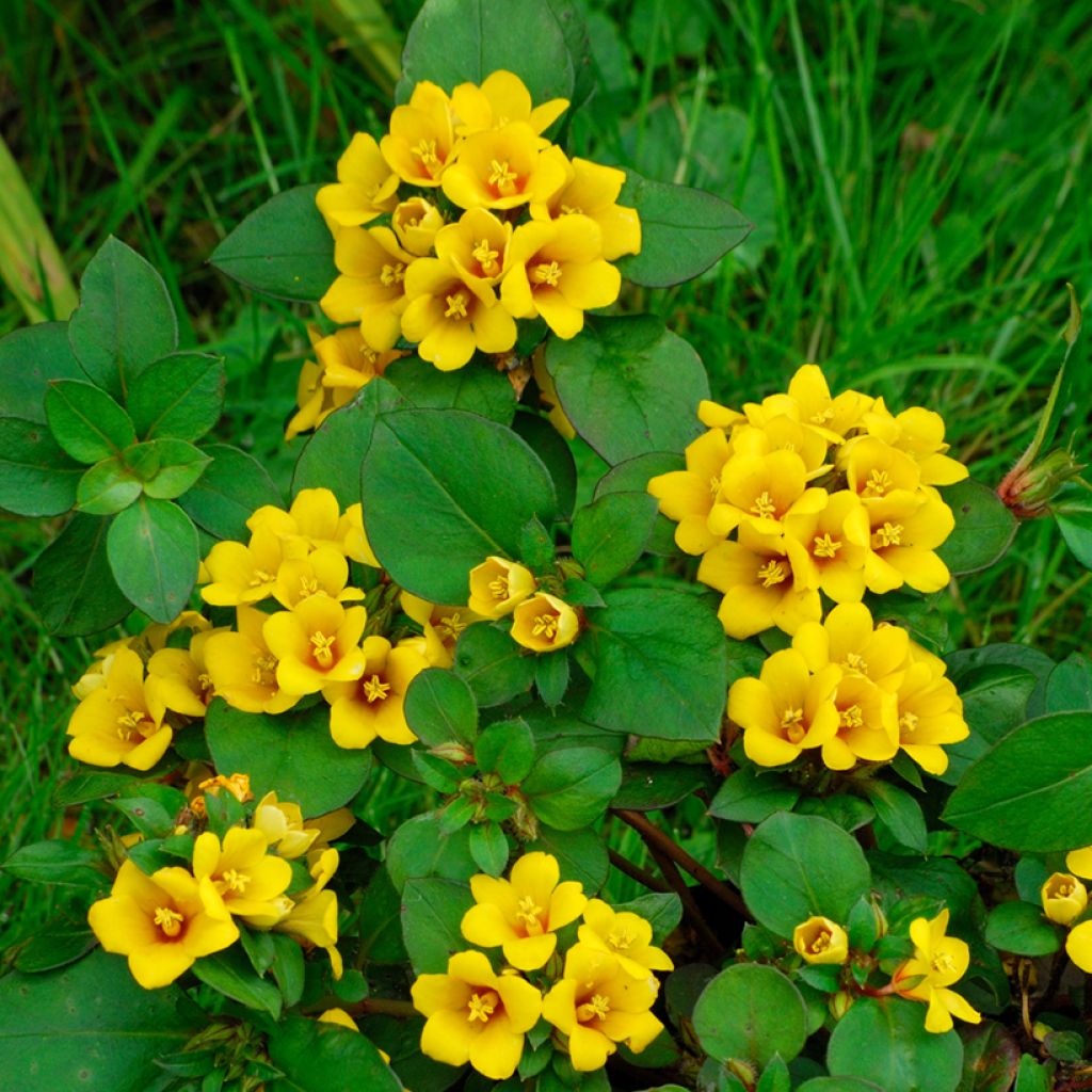 Alve - Lysimachia congestiflora