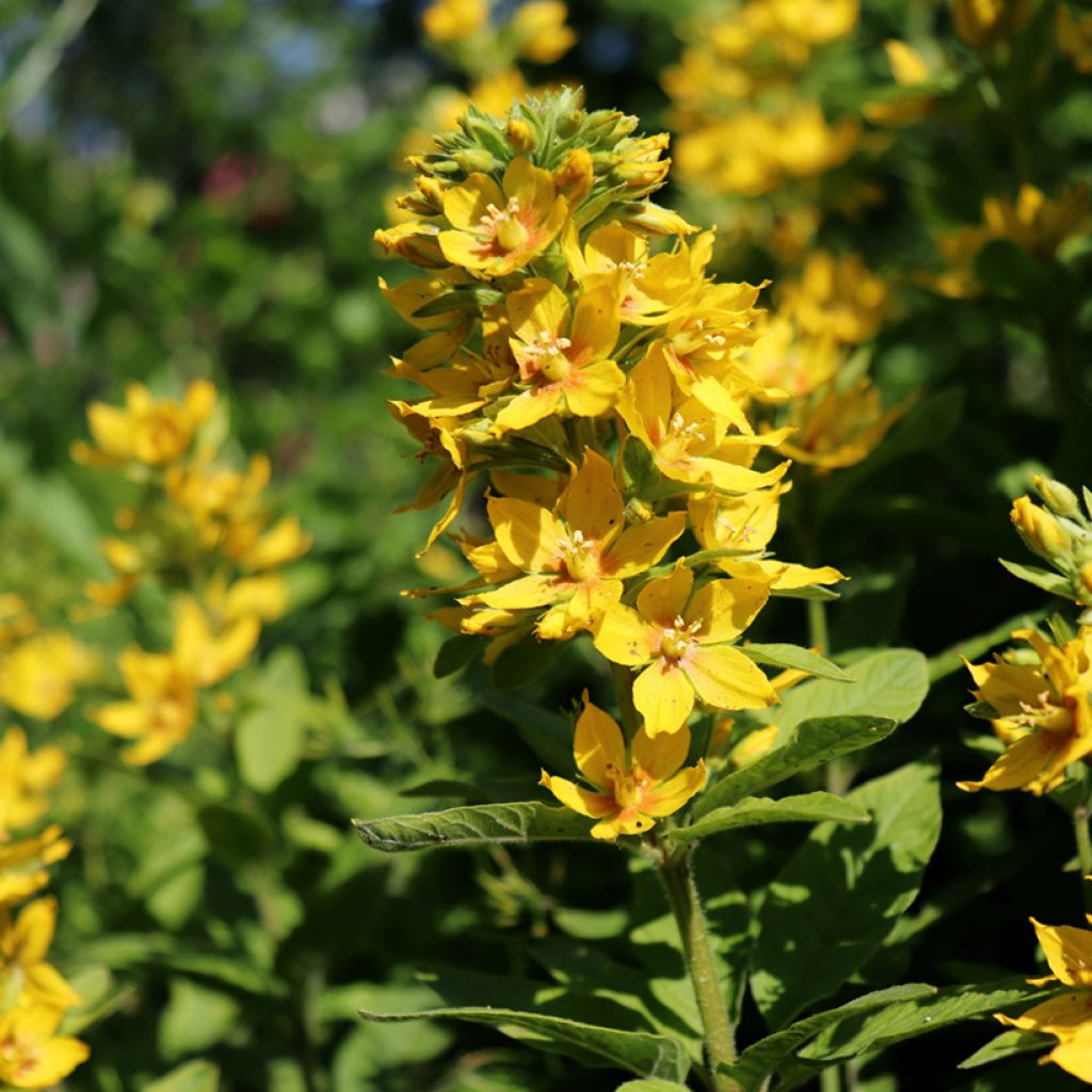 Alve - Lysimachia lichiangensis