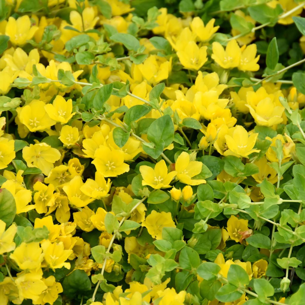 Suikeroalpi - Lysimachia nummularia