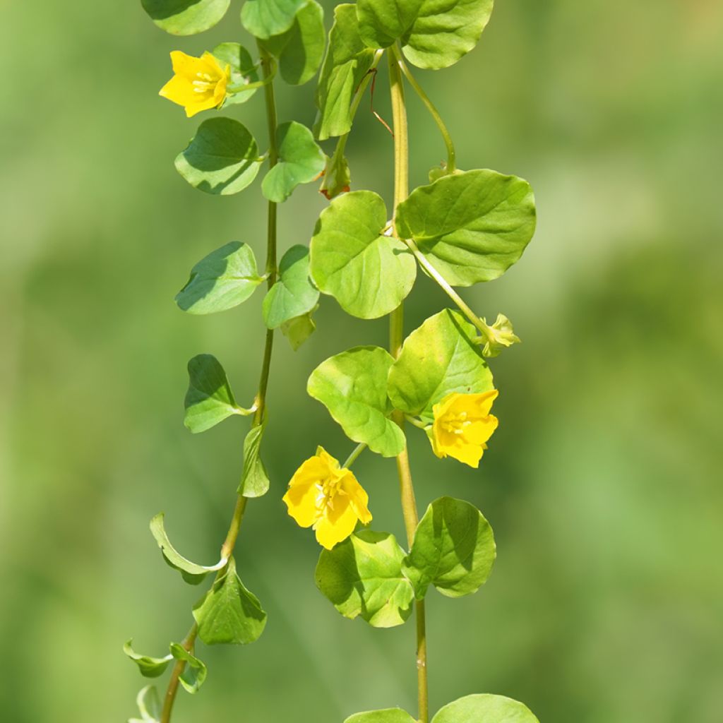 Suikeroalpi - Lysimachia nummularia