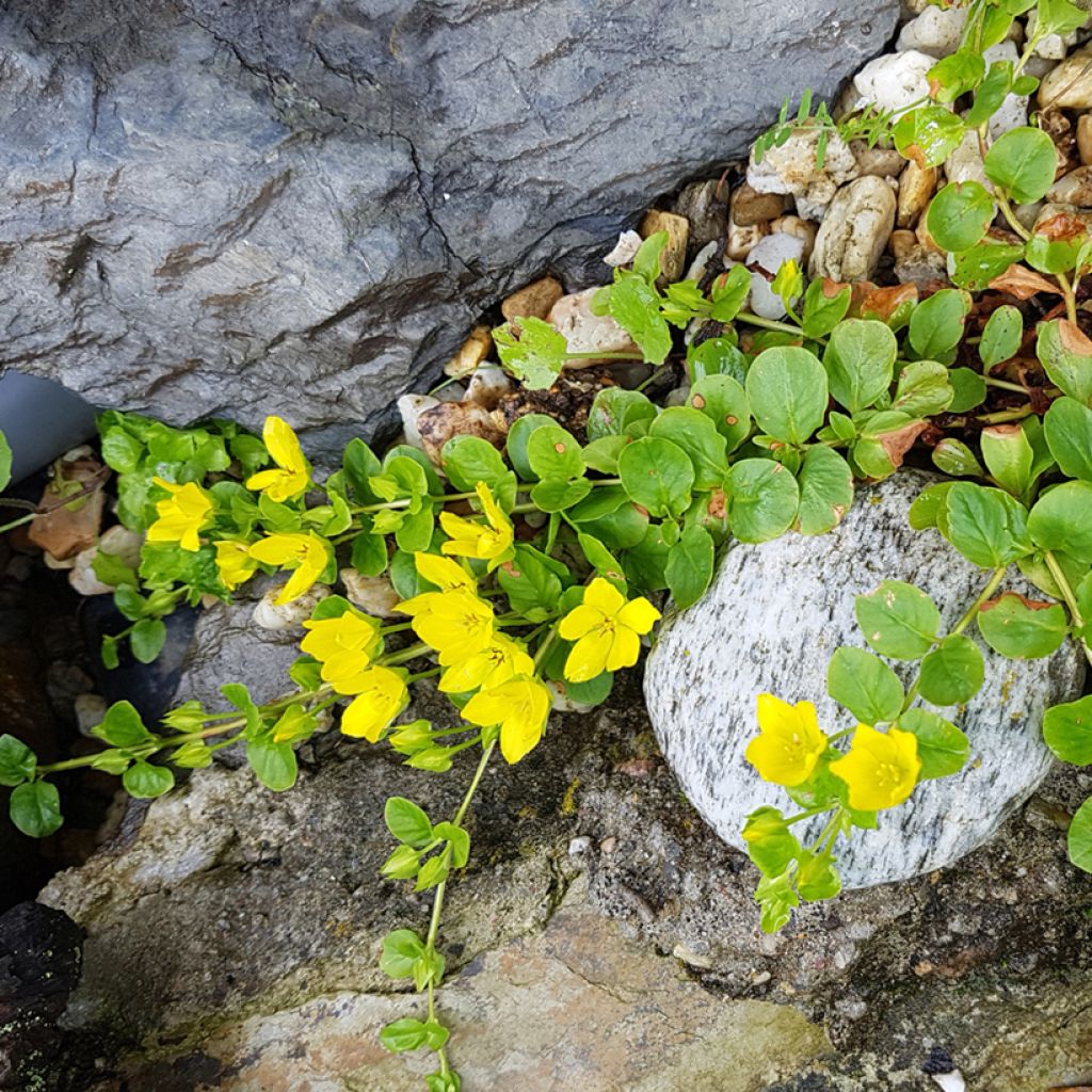 Suikeroalpi - Lysimachia nummularia