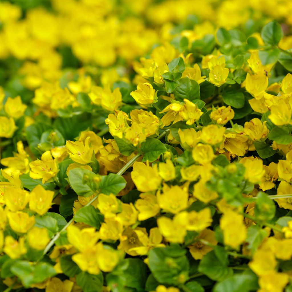 Suikeroalpi - Lysimachia nummularia