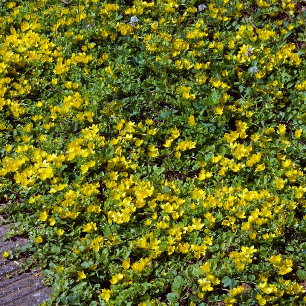 Suikeroalpi - Lysimachia nummularia