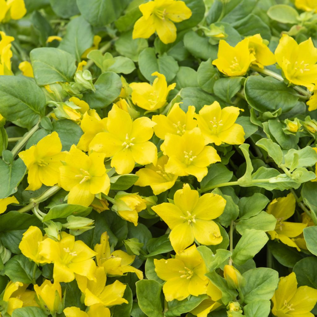 Suikeroalpi - Lysimachia nummularia
