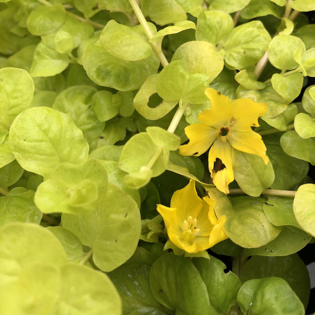 Suikeroalpi Aurea