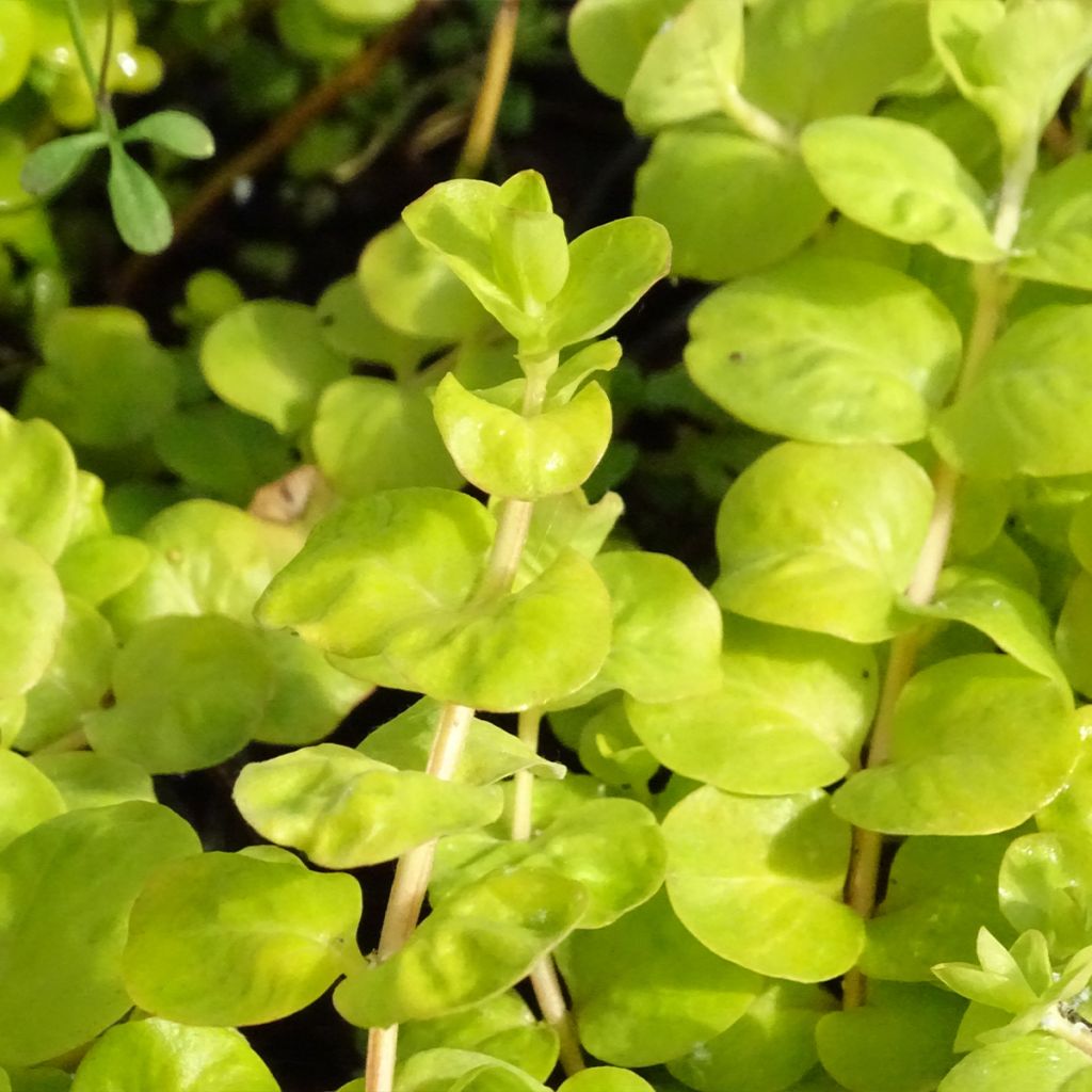 Suikeroalpi Aurea
