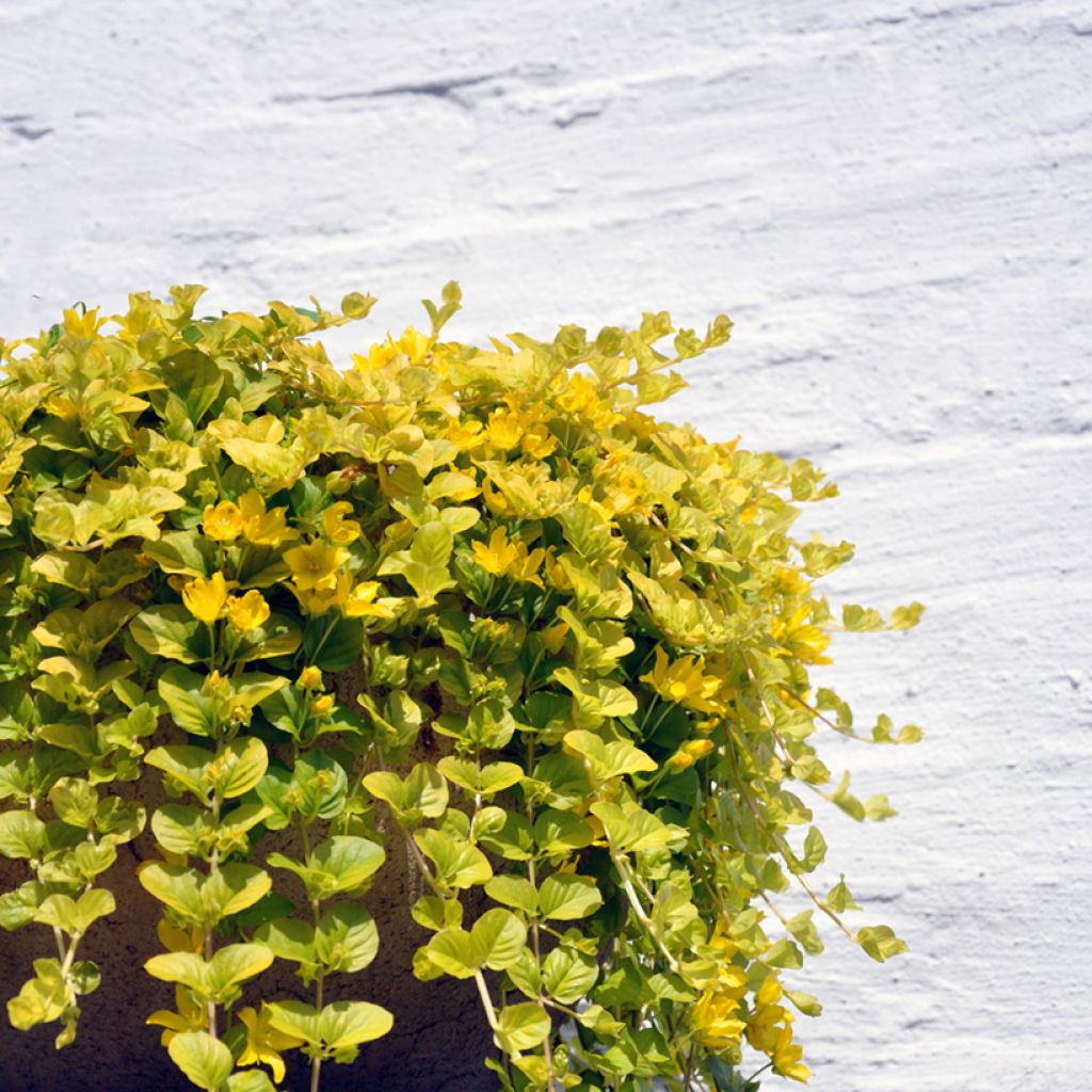 Suikeroalpi Aurea