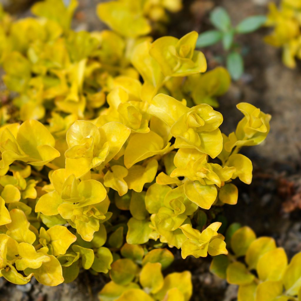 Suikeroalpi Aurea