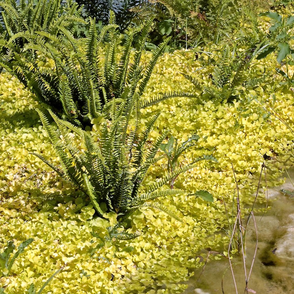 Suikeroalpi Aurea
