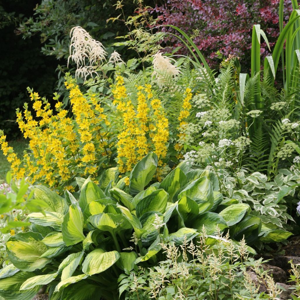 Tarha-alpi - Lysimachia punctata