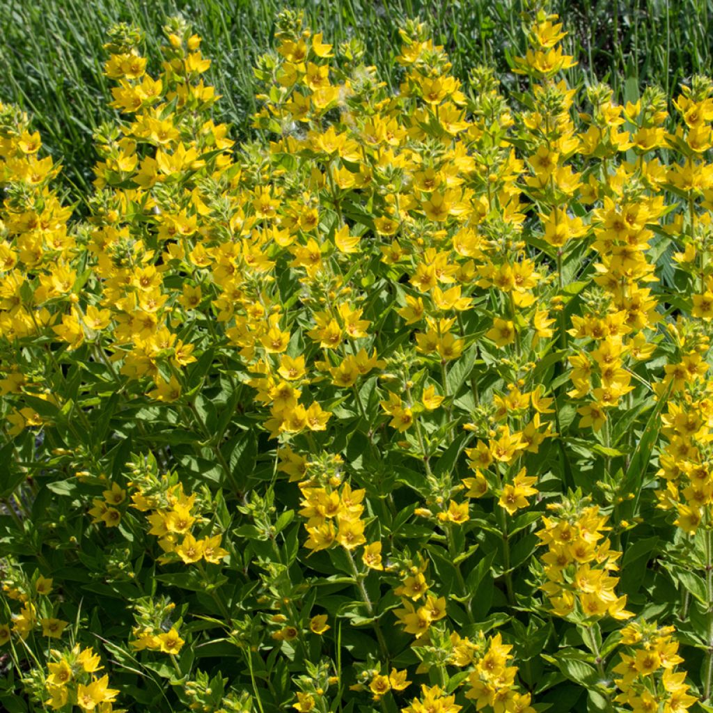 Tarha-alpi - Lysimachia punctata
