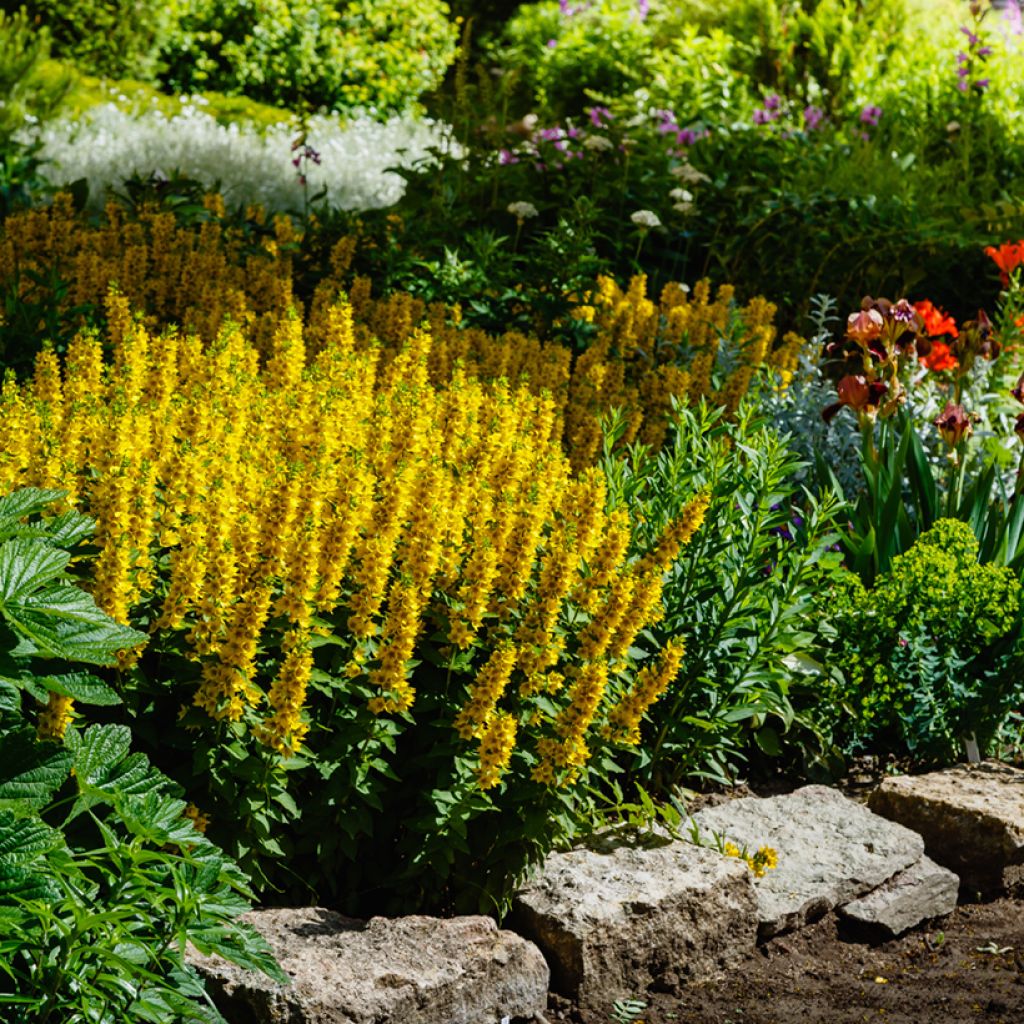 Tarha-alpi - Lysimachia punctata