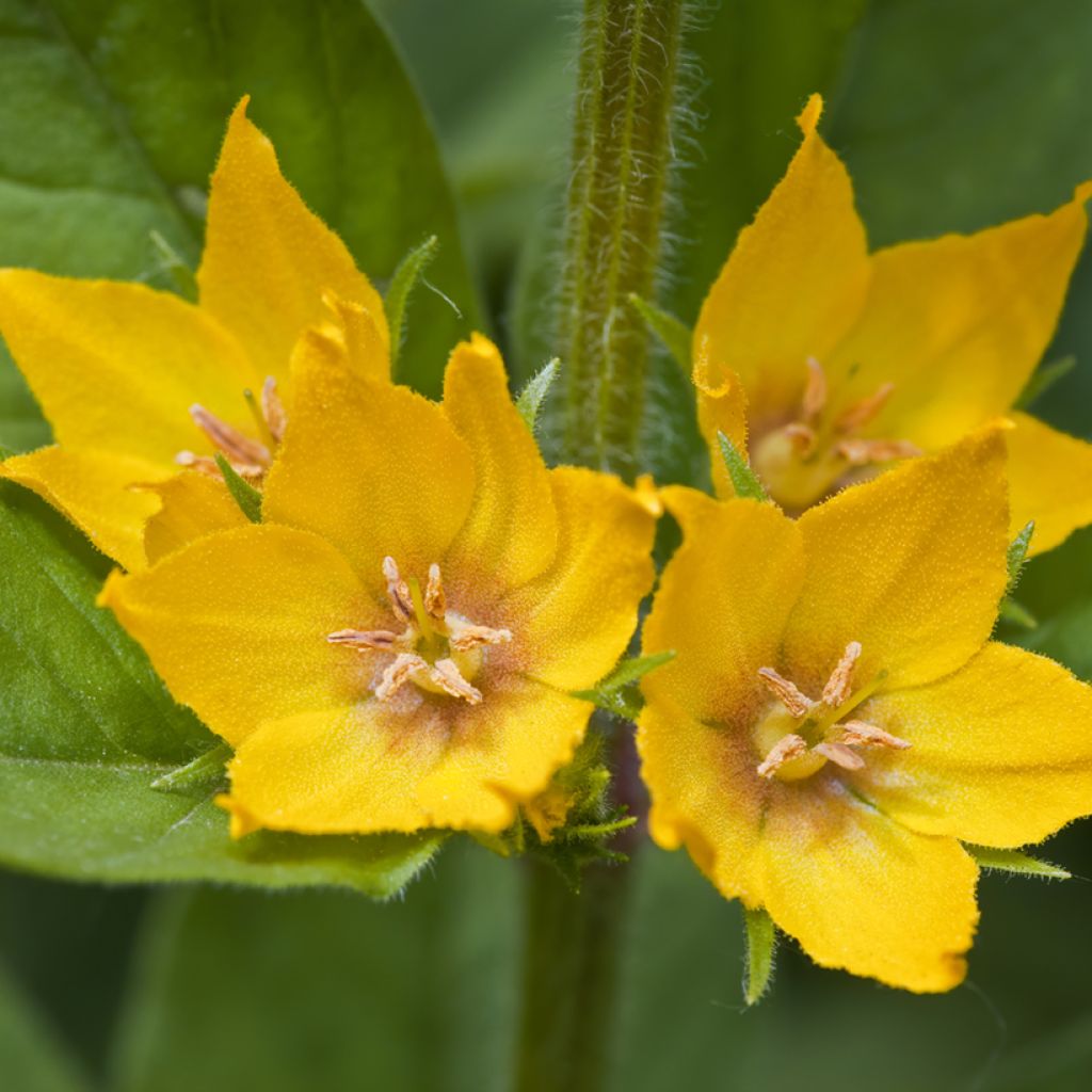 Tarha-alpi - Lysimachia punctata